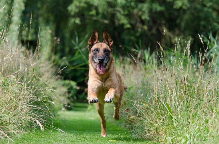rennender Hund Hundeschule PfotenService Franken